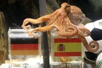 Del pulpo Paul a la Inteligencia Artificial: los chatbots revelan sus favoritos para el Mundial 2026