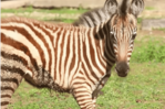 Una nueva cebra de Grant se suma al Zoológico Nacional