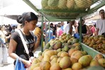 ¿Por qué Baní es la capital dominicana del mango?