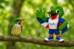 Colí: el pequeño embajador de una familia de aves que solo existe en el Caribe