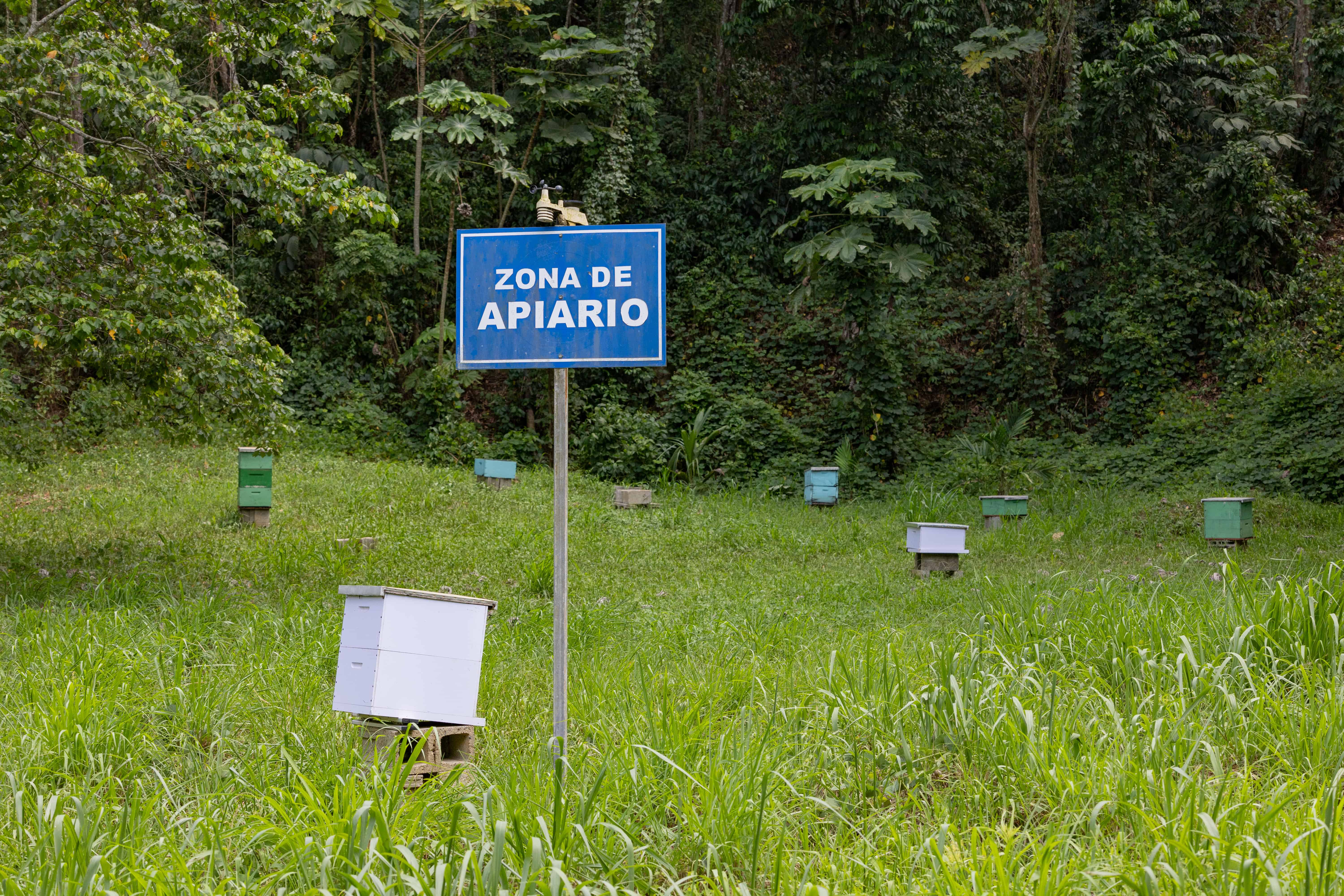 Abejas son usadas para obtener información sobre el entorno. 