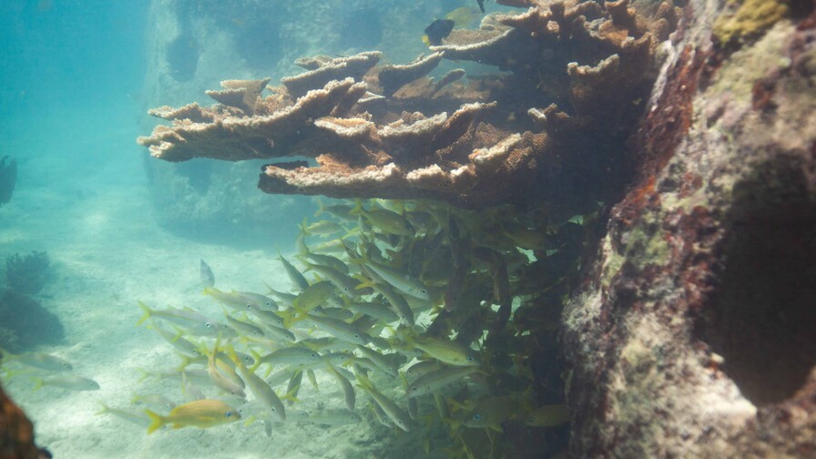 Estudio advierte sobre deterioro irreversible de ecosistemas marinos dominicanos al 2036