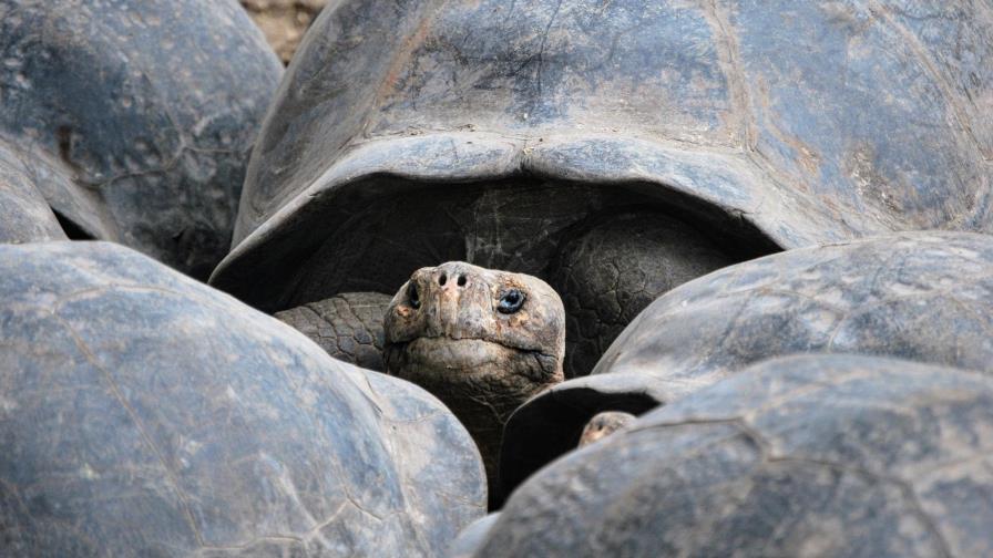 La ardua repoblación de tortugas gigantes de Galápagos: 9,500 repatriadas en medio siglo