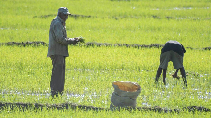 Yván Lorenzo alerta a arroceros ante presión por importaciones EE. UU. considera importante derogar decreto que salvaguarda la producción de arroz de RD