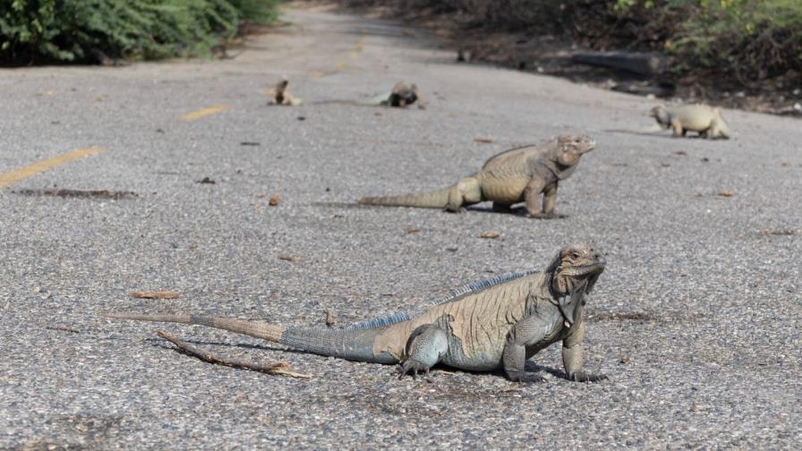 24 iguanas marinas regresan a Galápagos tras ser decomisadas