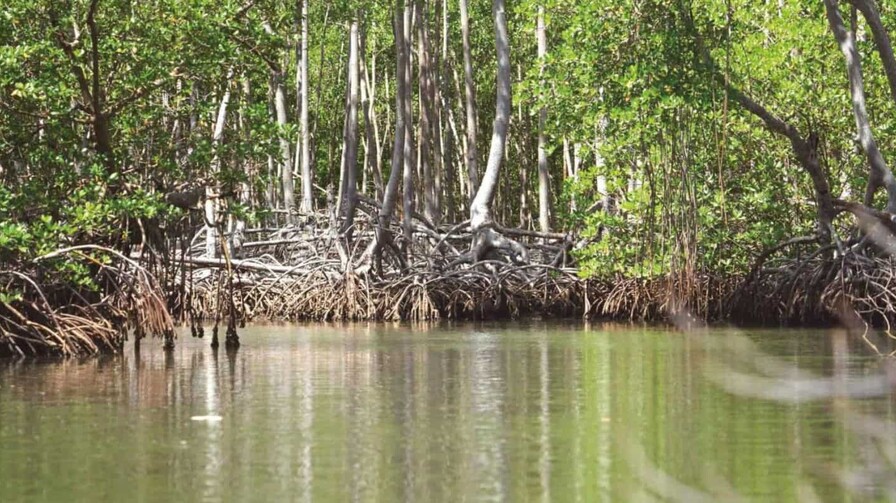 Buscan recuperar manglares de Boca Chica