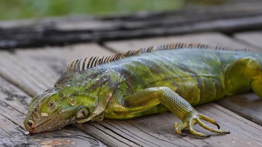 Florida sugiere a residentes matar humanamente a iguanas congeladas por el frío récord