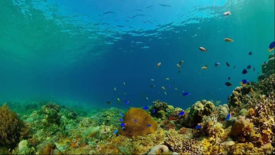 COP17: Exministros piden acelerar protección de la biodiversidad El mundo llega a la COP17 sobre biodiversidad con retrasos en sus metas