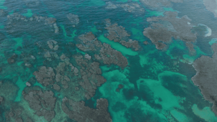 COP17 acuerda textos clave para proteger naturaleza Exministros de Medio Ambiente piden acelerar protección de la biodiversidad mundial
