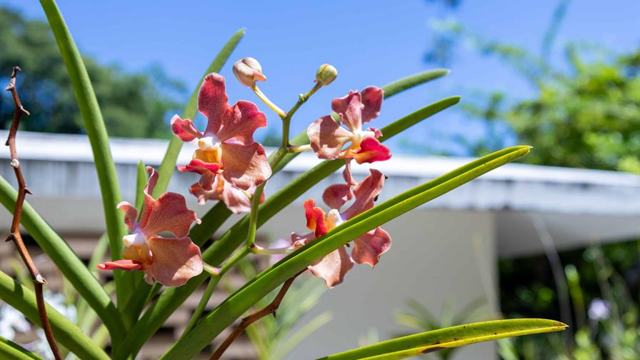 Jardín Botánico Nacional celebra festival nacional de plantas y flores