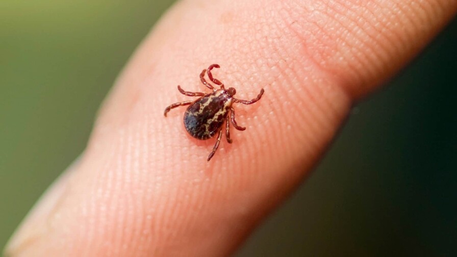 Hallan una nueva especie de garrapata en una reserva de bosque