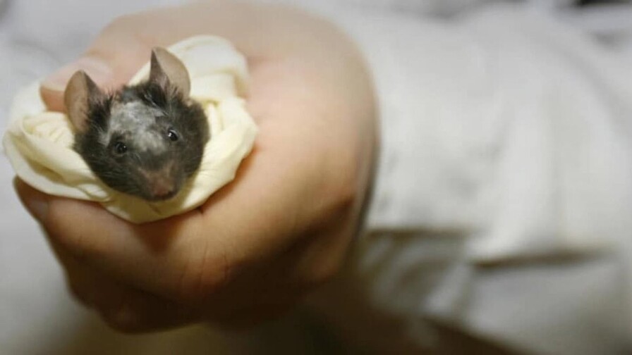 Tejido pituitario cultivado y trasplantado con éxito Crean ratones con tejido cerebral humano integrado en su cerebro