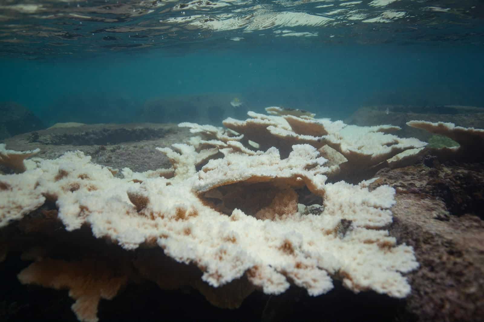 Colonias adultas de coral cuerno de alce blanqueadas en Bayahíbe.
