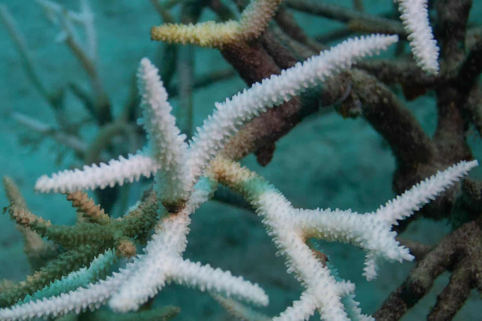 Detalle de coral cuerno de ciervo blanqueado.